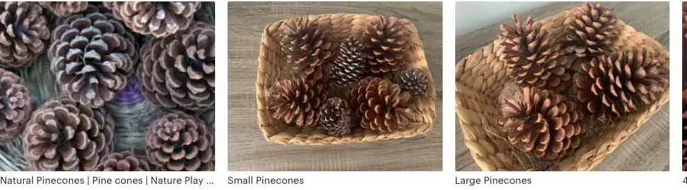 natural pinecones to sell