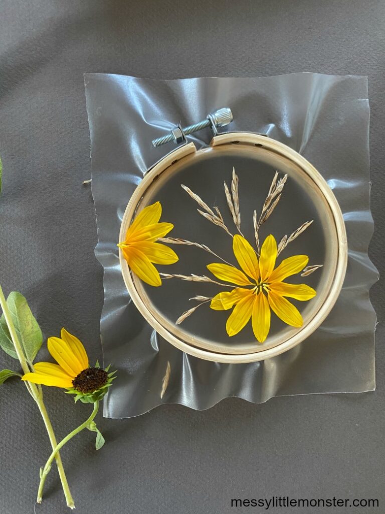 Sunflower catcher