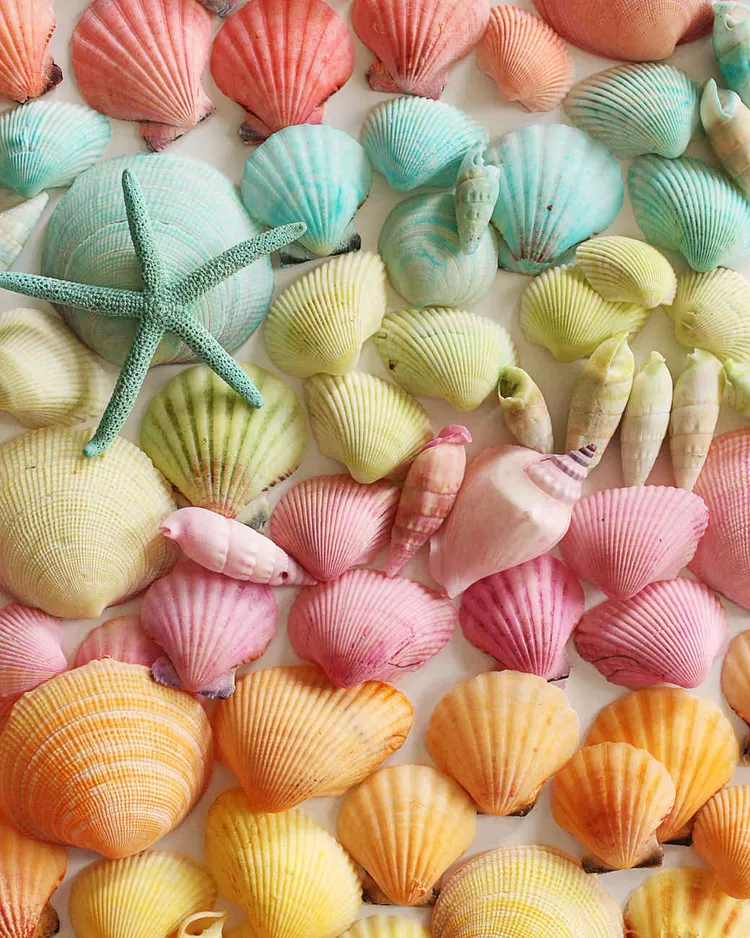 Dyed Seashell